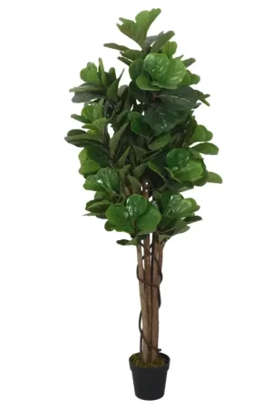 Albero Ficus Lyrata 232 Foglie 180 cm Verde 359014 Affare